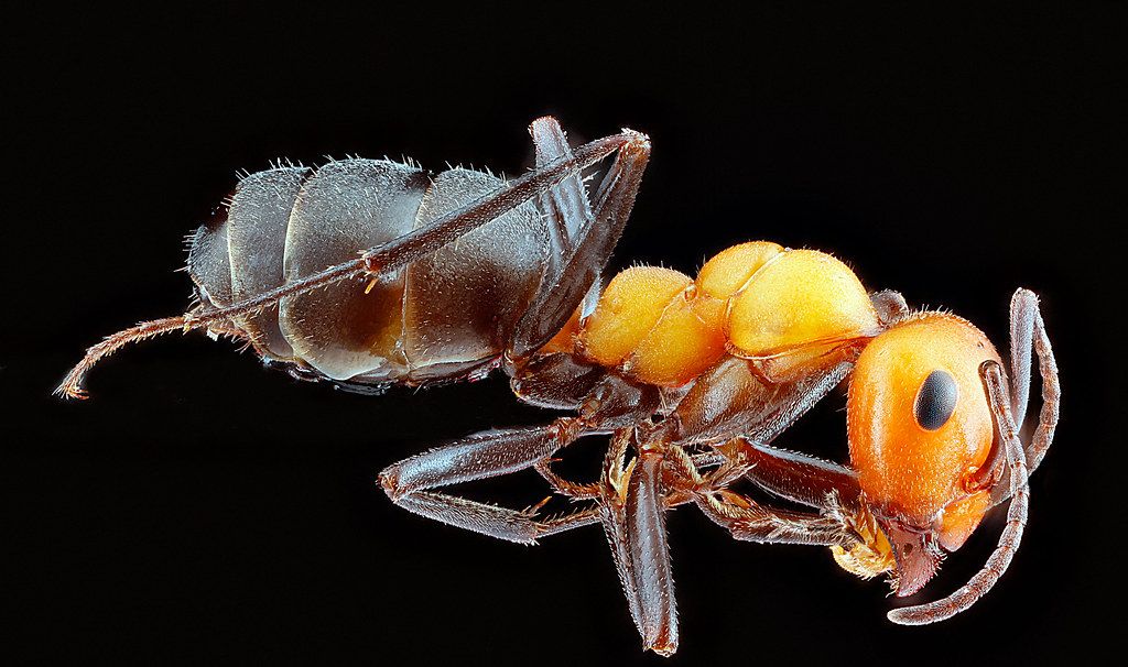 Ant Control service in Buckeye, AZ