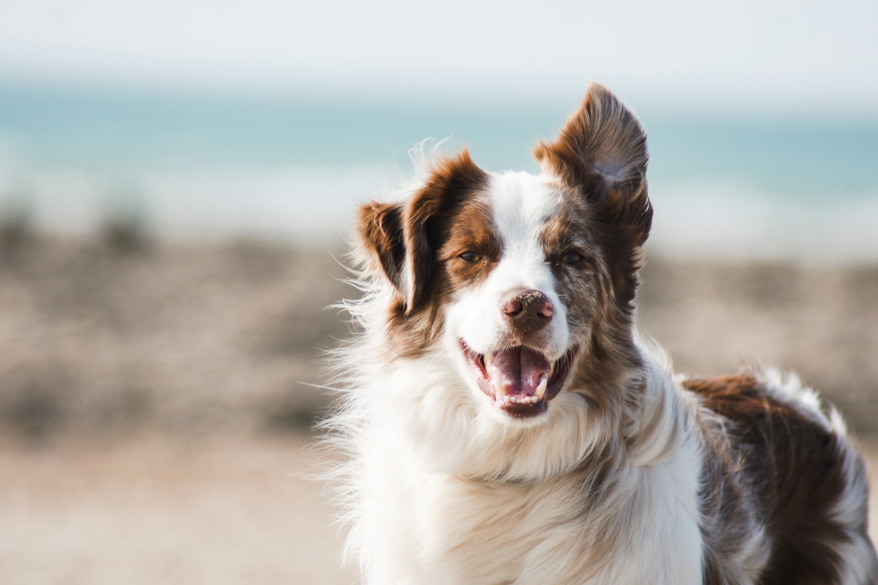 Flea & Tick Control service in Buckeye, AZ