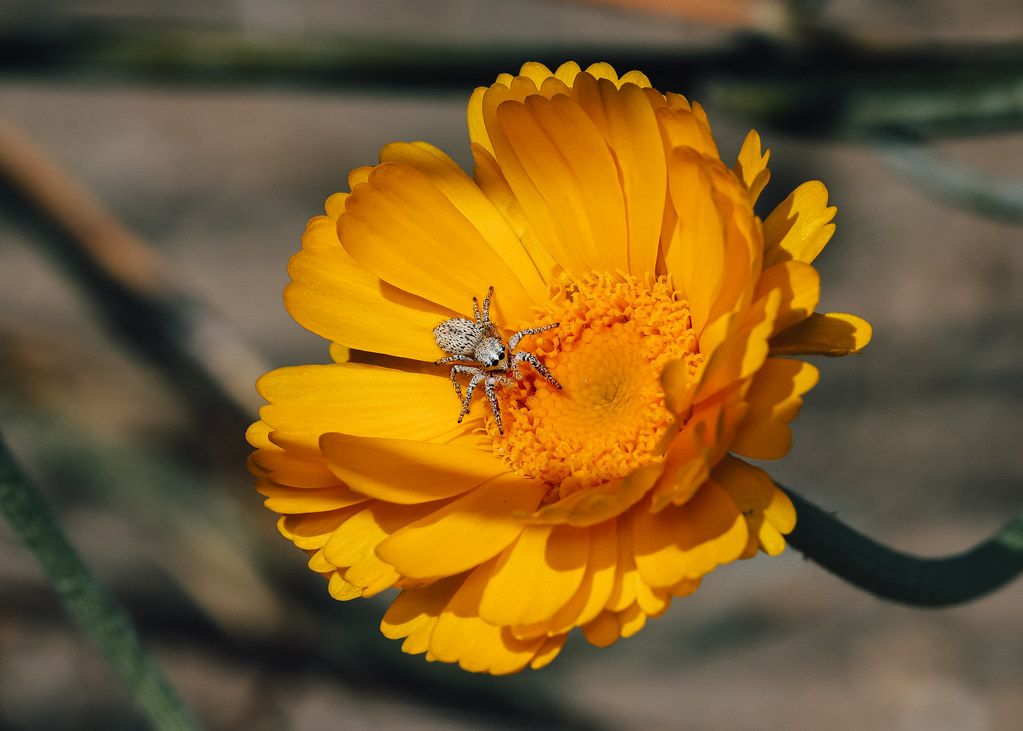 Spider Control service in Buckeye, AZ